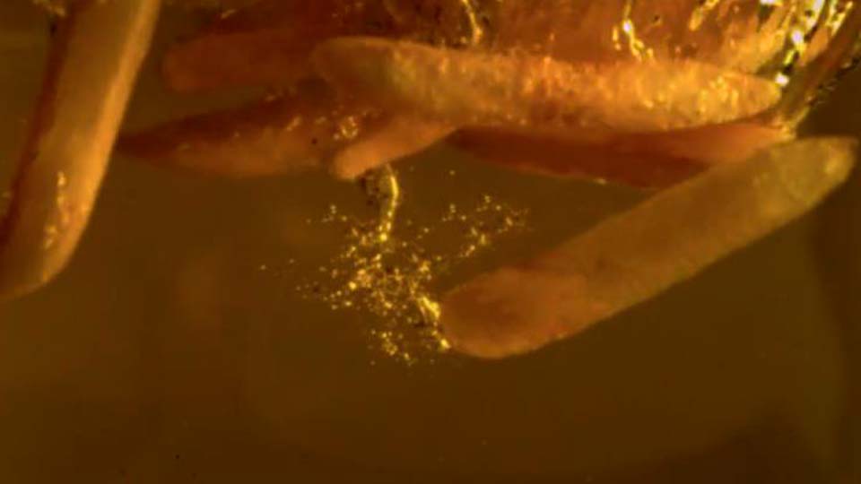 Fr&uuml;hst&uuml;cksset, Produktvideo